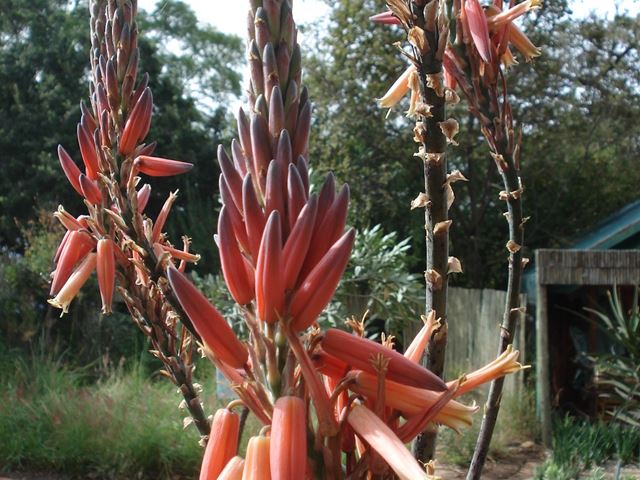 Aloe pretoriensis  (5)